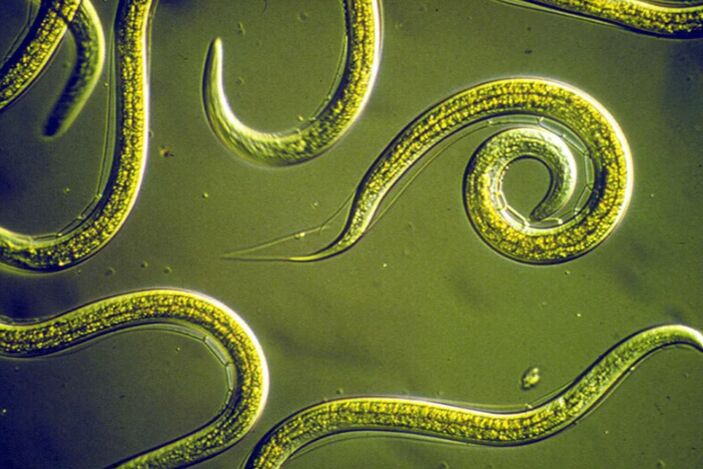 Reinigung von Parasiten
